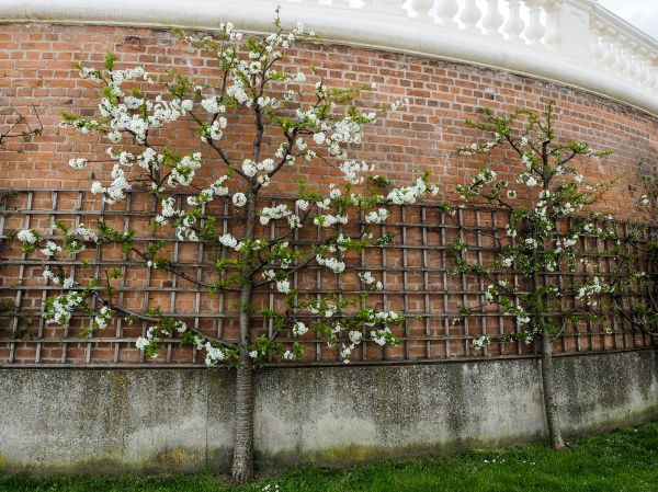 Wall Trellis Installation
