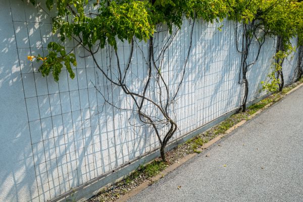 Wall Trellis Mounting
